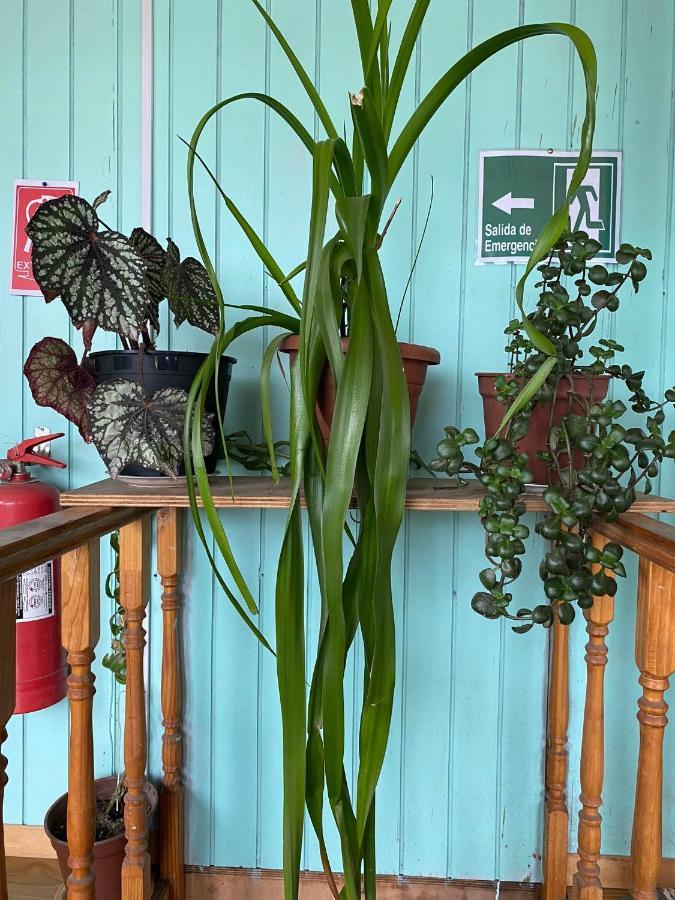 Hosteria Ensenada Puerto Puyuguapi Dış mekan fotoğraf